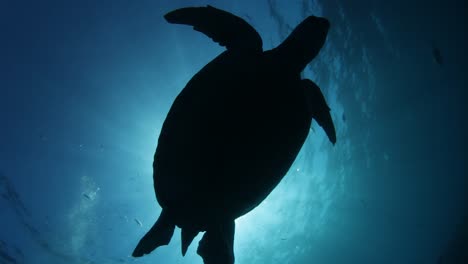 A-silhouette-of-a-sea-turtle-swimming-in-clear-blue-water-above-an-underwater-photographer