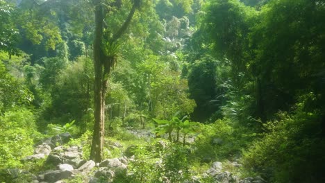 Eine-Schöne-Szene-Im-Dschungel