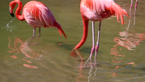 Flamingos-walking-wading-water-in-the-lake-is-beautiful-wildlife-animal
