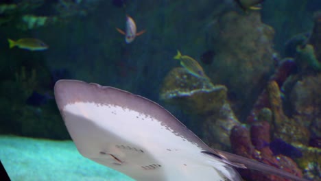Close-view-of-a-manta-ray-swimming-in-a-big-aquarium