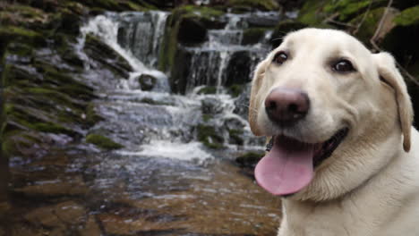 White-lab-with-waterfall-flowing-in-background-in-slow-motion