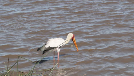 Yellow-billed-Stork-hunting-for-fish-in-water,-spreading-wing-to-create-shade,-Kruger-N