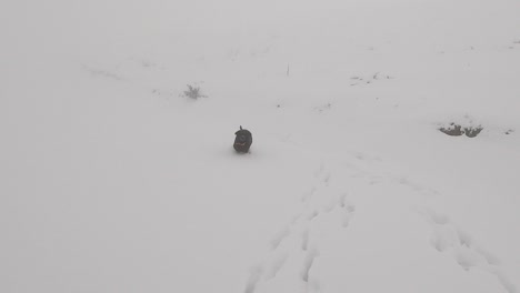 Hund-Spielt-Auf-Einem-Schnee-Und-Versucht,-Den-Schnee-Auf-Einem-Nebligen-Berg-Zu-Fressen