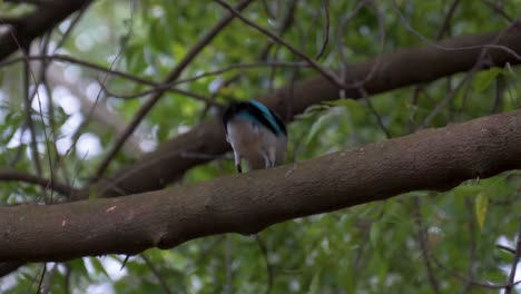 Ein-Ostafrikanischer-Blauer-Mangroven-Eisvogel,-Der-In-Einem-Ast-Sitzt-Und-Dann-Wegfliegt