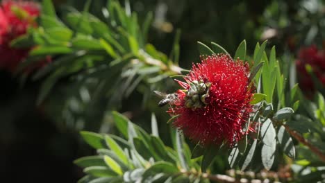 Eine-Honigbiene-Bestäubt-Eine-Rote-Blume-In-Afrika-In-Zeitlupe