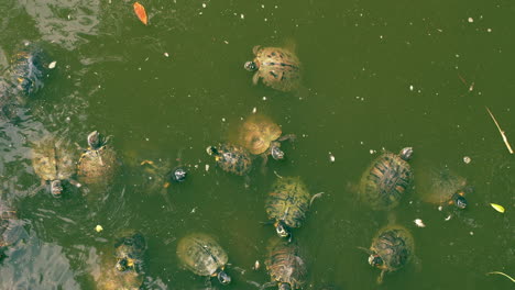 Schildkröten-Schwimmen-In-Gruppen-An-Der-Oberfläche