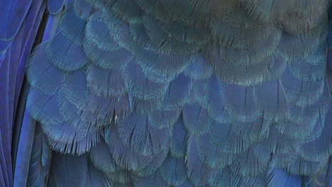 Closeup-of-the-feathers-of-a-Lear`s-blue-macaw