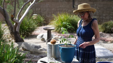 A-beautiful-old-woman-gardener-potting-an-organic-tomato-plant-in-a-sunny-backyard-vegetable-garden