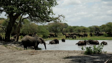Elefantenherden-Haben-Spaß-Im-Wasser