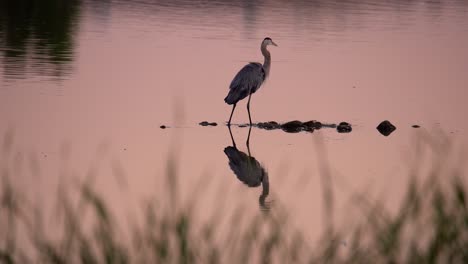 Ein-Großer-Blauer-Reiher,-Der-Während-Des-Sonnenuntergangs-Im-Teich-Fischt