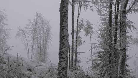 Bosque-Nevado