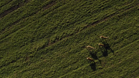 Roe-deer-walking-on-green-agricultural-field,-flying-down