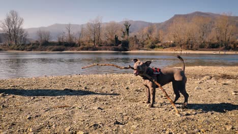 Niedlicher-Brauner-Hund,-Der-Mit-Einem-Baumzweig-Am-Flussufer-Spielt