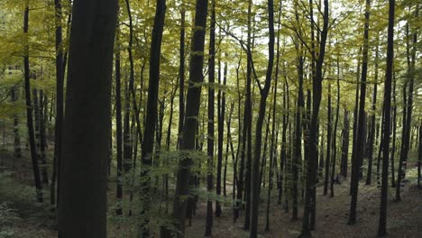 Natur-Im-Wald
