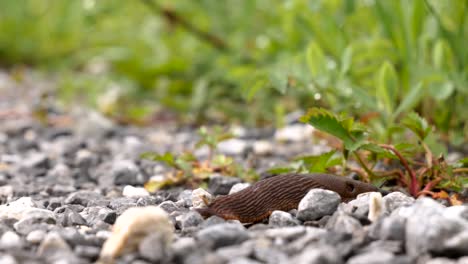 Close-up-shot-of-a-brown-slug-crawling-from-the-left-and-exiting-the-frame-on-the-right
