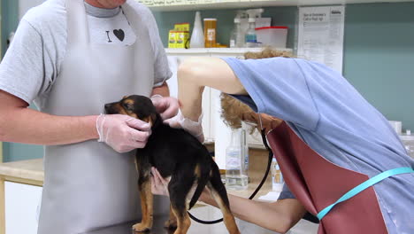 A-veterinarian-and-her-assistant-examines-the-health-of-a-puppy-at-the-clinic