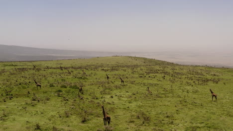 Numerous-giraffes-on-the-green-hills-near-Serengeti-valley,-Tanzania