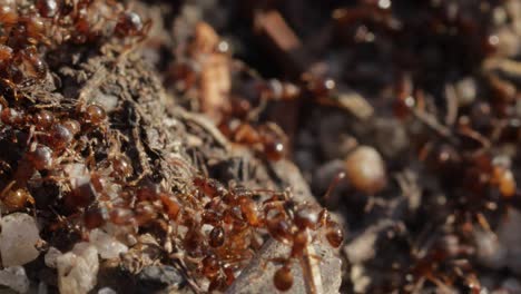 Ameisenkolonie,-Die-Auf-Dem-Boden-Kriecht,-Ganz-Aus-Der-Nähe,-Standbild-Makro
