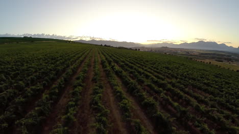 Vineyards-of-the-Western-Cape-in-the-morning
