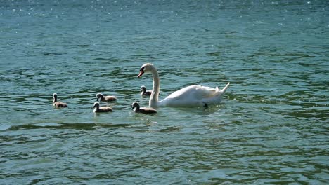 Gran-Familia-De-Cisnes-Flota-En-Un-Río