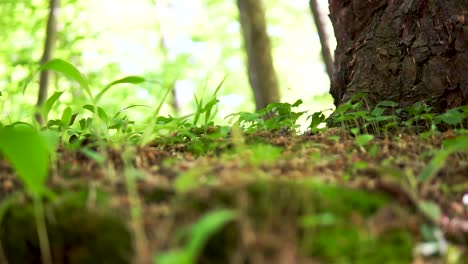 Slow-motion-slide-on-beautiful-moss-in-green-forest