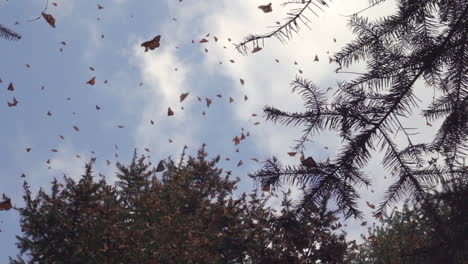 Zeitlupenaufnahme-Mehrerer-Fliegender-Monarchfalter