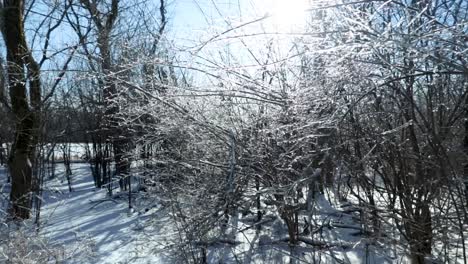 Shiny-glittering-tree-branches-covered-in-ice-reflecting-sunlight-in-nature