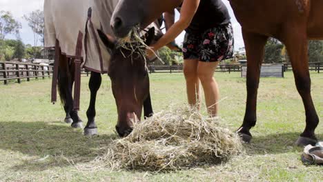 Two-companion-horses-happily-eating-a-pile-of-hay-while-a-female-stable-hand-puts-a-horse-rug-on-them