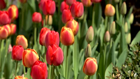 Primer-Plano-De-Tulipanes-Rojos-Y-Amarillos-Día-Ventoso-Luz-Del-Sol-De-La-Mañana-4k-Chicago