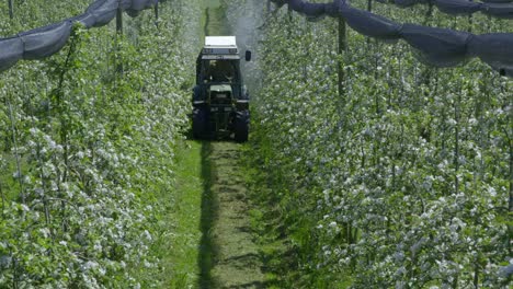 Bauer-Auf-Einer-Apfelplantage-Fährt-Mit-Einem-Schmalspurtraktor-Durch-Die-Felder-Und-Sprüht-Pestizide-Auf-Die-Apfelblüten