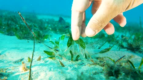 Das-Anpflanzen-Von-Seegras-Unter-Wasser-In-Einem-Bereich-Des-Meeresbodens,-Der-Eine-Verjüngung-Benötigt
