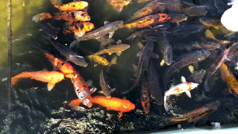 Shoal-of-Koi-fish-in-pond