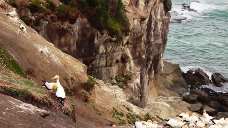 Gannet-Colony,-Muriwai-migratory-birds,-relaxing-around-the-cliff