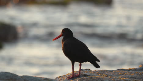 An-Oyster-Catcher-bird-in-New-Zealand-early-in-the-morning
