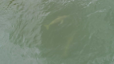 Aerial-shot-of-River-dolphins-swimming-on-river-water-surface,-cub-seen