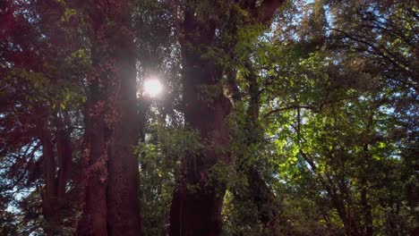 Buscando-El-Sol-Entre-Dos-árboles-En-Un-Bosque-Verde,-Panorámica-Hacia-La-Derecha-4k-60fps