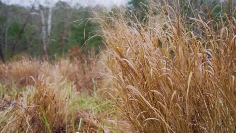 Slow-motion-autumn-tall-grass-in-a-park