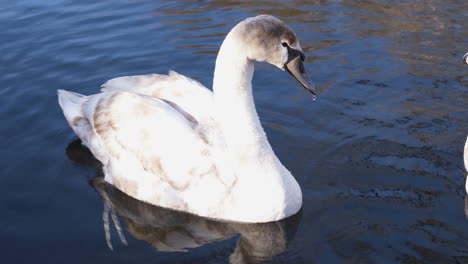 A-swan-on-the-canal