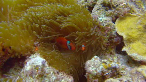 Aufnahme-Von-Erwachsenen--Und-Kinder-Tomaten-Clownfischen,-Die-Spielerisch-In-Welligen-Korallen-Schwimmen