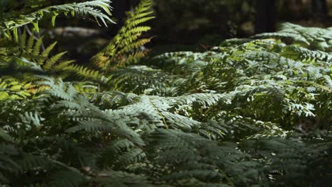 Smooth-slow-motion-footage-of-sunlight-hitting-ferns-in-forest