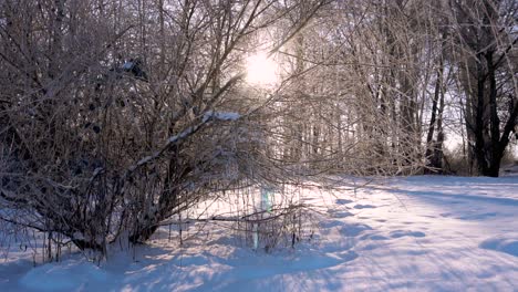 Sunbeams-shining-through-ice-covered-tree-branches-on-a-winter-morning