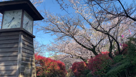 A-tower-clock-at-Asukayama-Park-with-fuchsia-cherry-blossoms