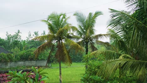 Fuertes-Lluvias-En-Las-Palmeras-De-Bali