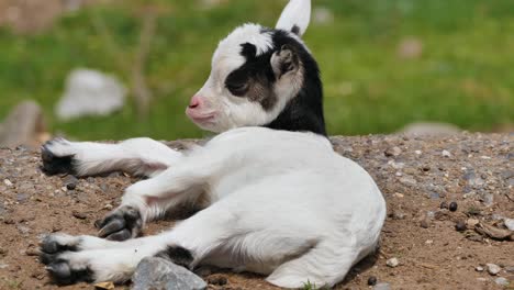 white-sweet-goat-kid-got-laid-on-the-floor-to-sleep