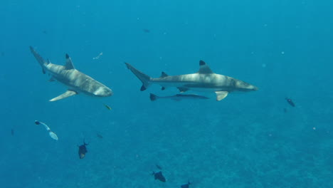 Un-Par-De-Tiburones-Oceánicos-De-Arrecife-De-Punta-Negra-Avistados-Frente-A-La-Costa-De-Bora-Bora.
