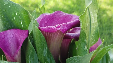 This-is-a-slow-motion-video-of-purple-or-pink-Calla-Lily-flowers-with-water-drops-on-them