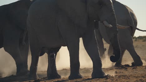 Herde-Von-Savannah-Elefanten-Beim-Spaziergang,-Der-Staub-Aufwirbelt,-Dramatische-Szene,-Afrika