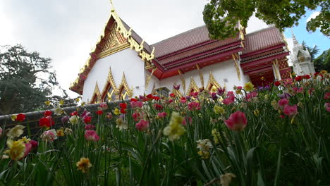 Deslizándose-Hacia-La-Derecha-Con-Una-Vista-Magnífica-De-Un-Templo-Budista-Tailandés-Escondido-Sobre-Un-Campo-De-Flores-De-Tulipanes-Y-Narcisos