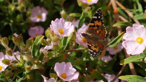 A-painted-lady-butterfly-feeding-on-nectar-and-pollinating-pink-wild-flowers-during-a-California-bloom