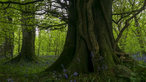 Zeitraffer-Des-Glockenblumenwaldes-Im-Frühling-Im-Naturpark-In-Irland